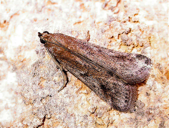 Aphomia sociella