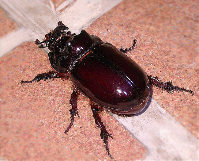 Escarabat rinoceront (Oryctes nasicornis) 1/2