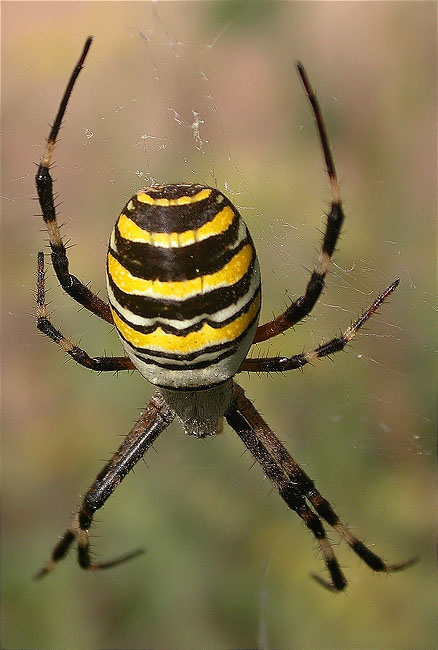 Argiope bruennichi 1/2