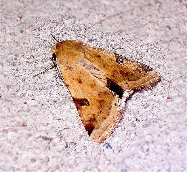 Heliothis peltigera