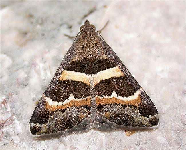 Grammodes stolida