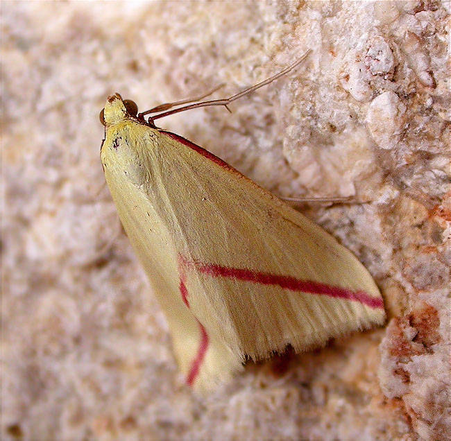 Rhodometra sacraria