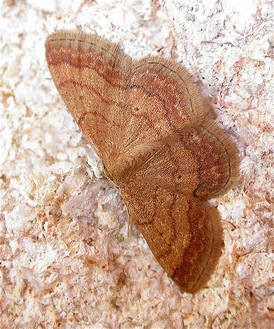 Scopula (Scopula) rubiginata