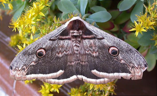 Paó de nit, Gitana (Saturnia pyri)