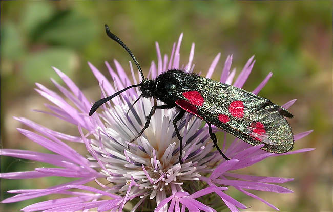 Zygaena sp.