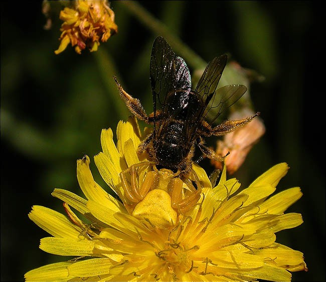 Thomisus onustus amb presa capturada 2/2