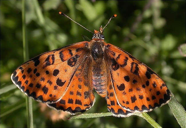 Mascle de Melitaea didyma