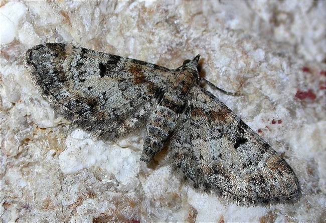 Eupithecia sp.