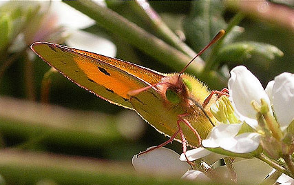 Colias crocera