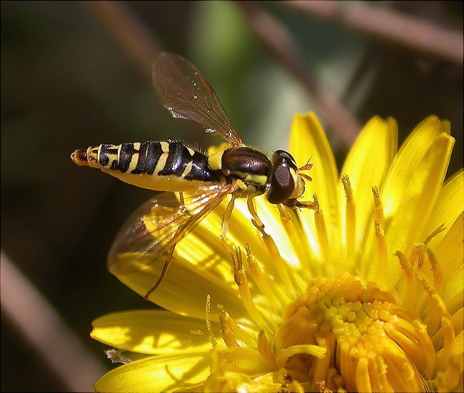 Sphaerophoria sp.