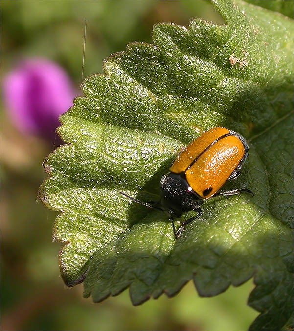 Cryptocephalus rugicollis