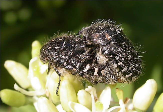 Còpula de Tropinota squalida