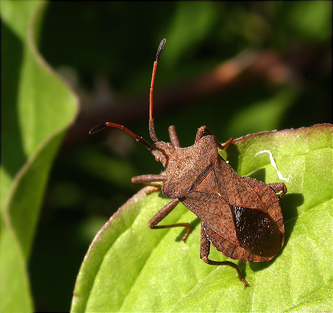 Xinxa de les carbasses (Coreus marginatus)