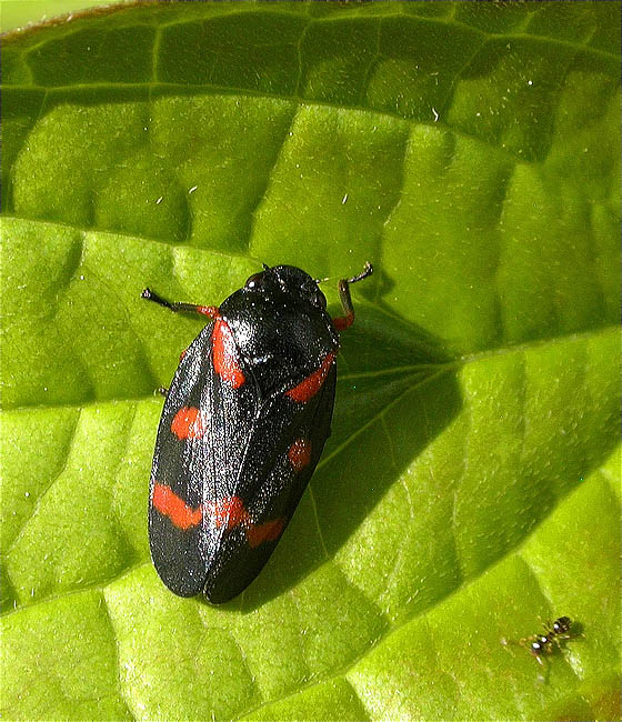 Cigala escumejadora (Cercopis intermedia)