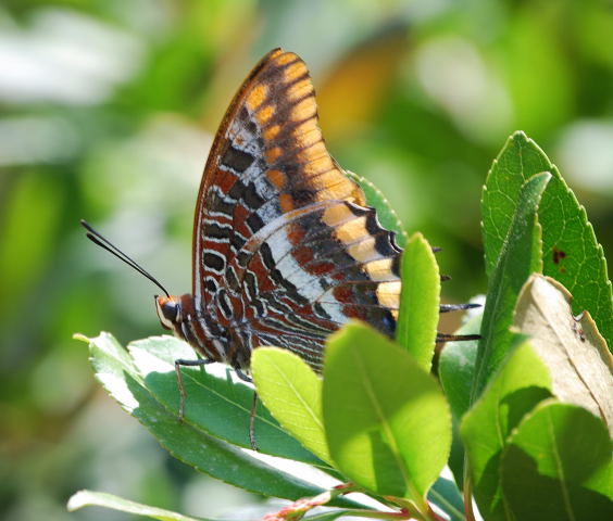 Charaxes jasius (Papallona de l'arboç)