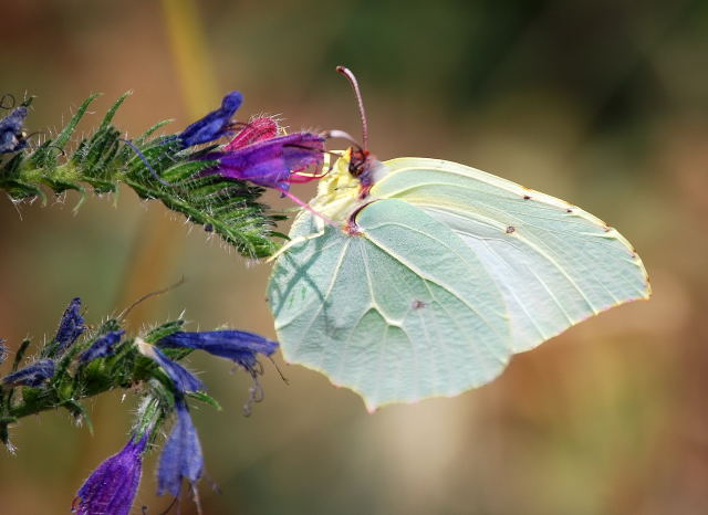 Gonepteryx rhammi (papallona llimonera)