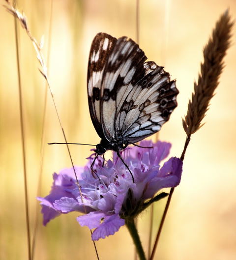 Melanargia lachesis