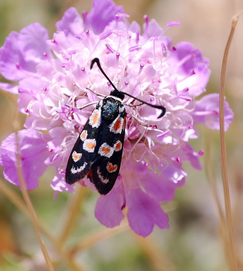 Zygaena occitanica