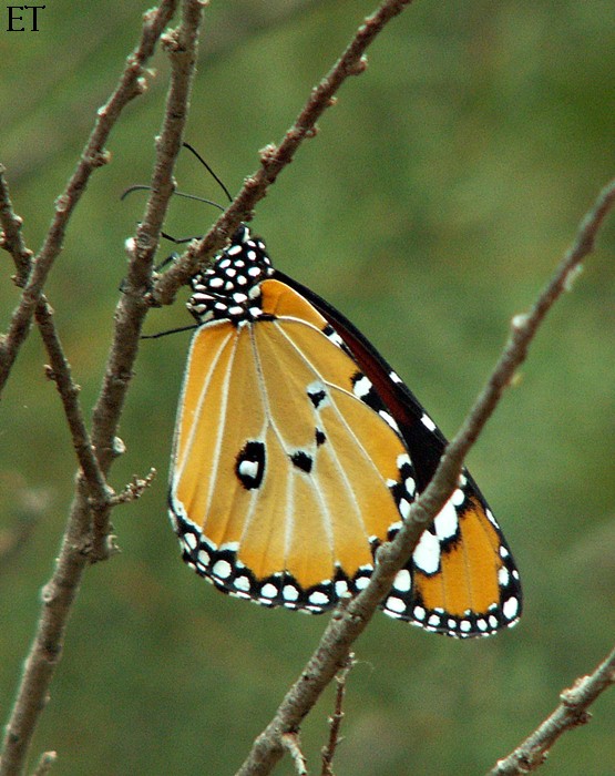 Danaus chrysippus 2/2