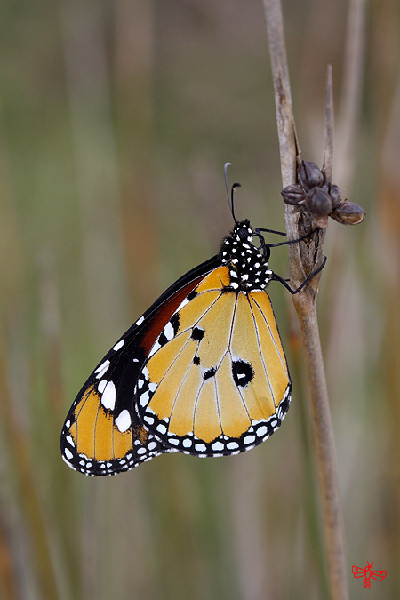 Mariposa tigre macho
