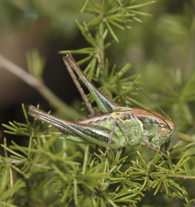 (Decticus verrucivorus)