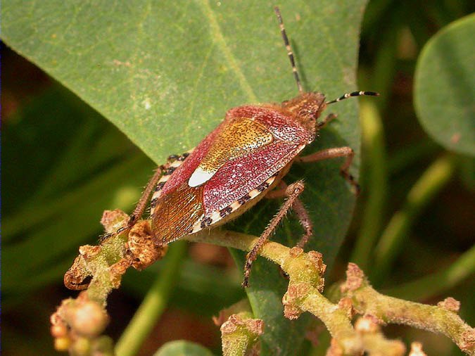 Dolycoris baccarum