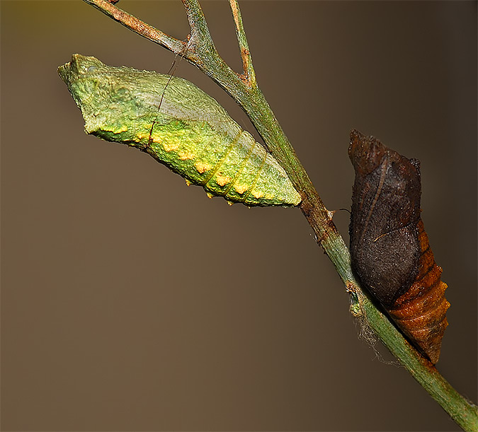 Papilio machaon