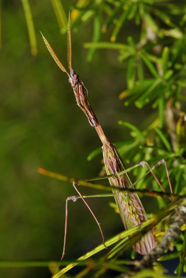 Empusa pennata. Mascle.