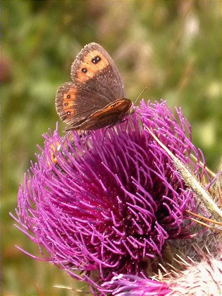 Erebia neoridas