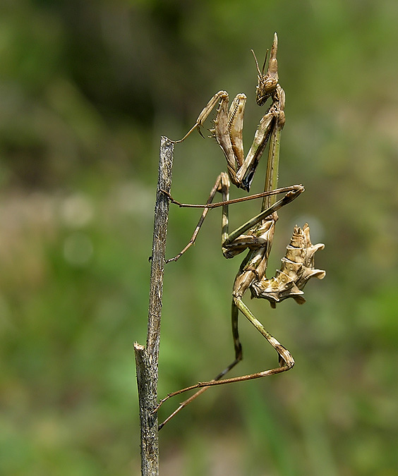 Empusa pennata