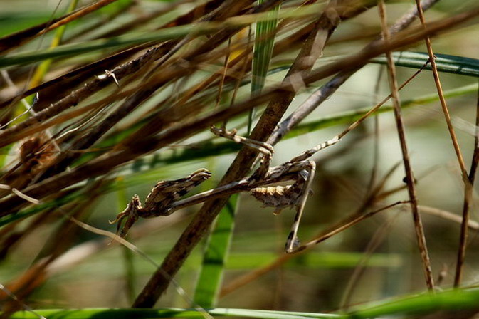 Empusa pennata