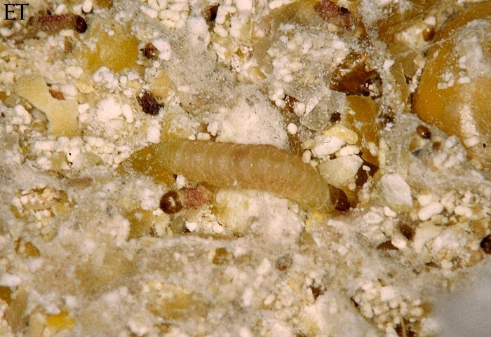 Ephestia kuehniella 2/2