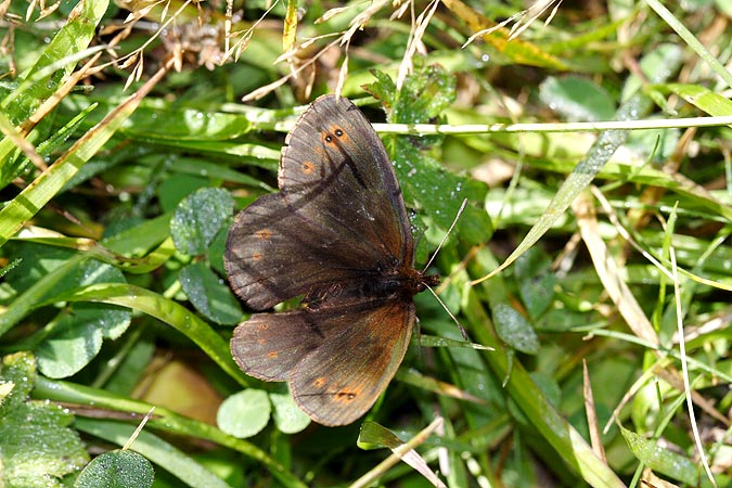 Erebia pronoe