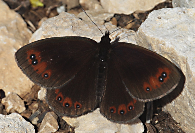 Erebia aethiops