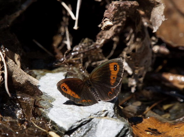 Erebia neoridas