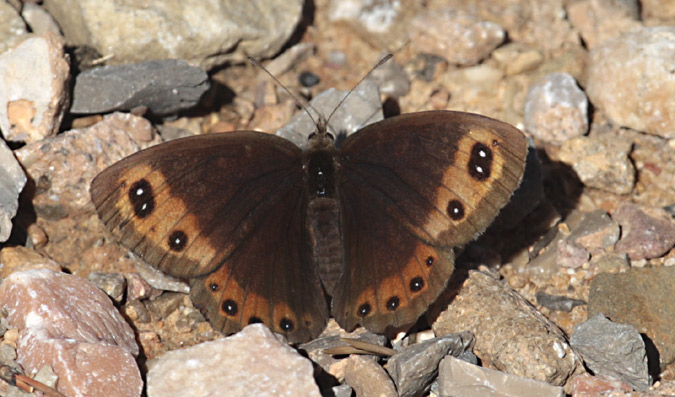 Erebia palarica