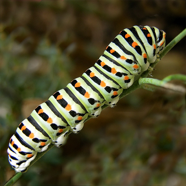 Eruga de Papilio Machaon