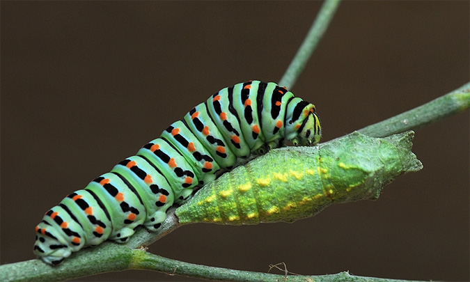 Papilio machaon