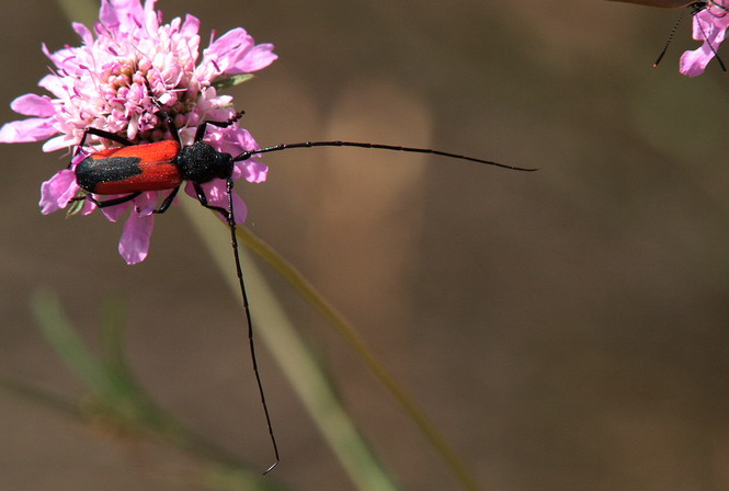 Escarabat d'antenes llargues Purpuricenus budensis