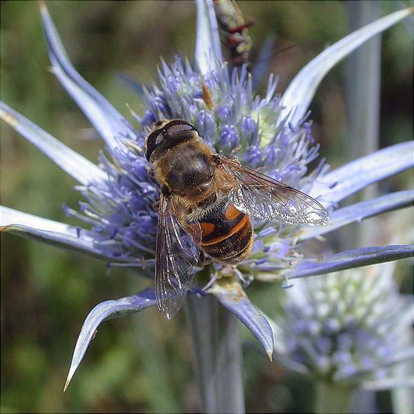 Eristalis tenax sobre Eryngium bourgatii