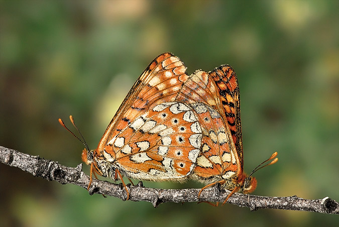 Euphydryas aurinia