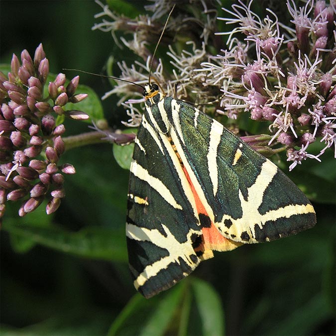 Euplagia quadripunctaria