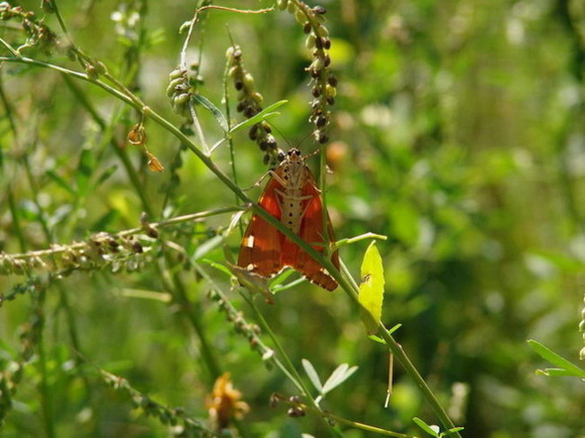 Euplagia quadripunctaria