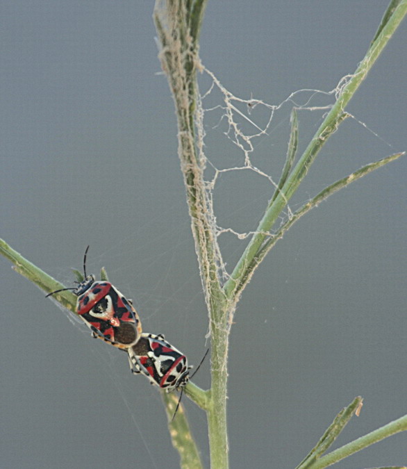 Eurydema ornatum