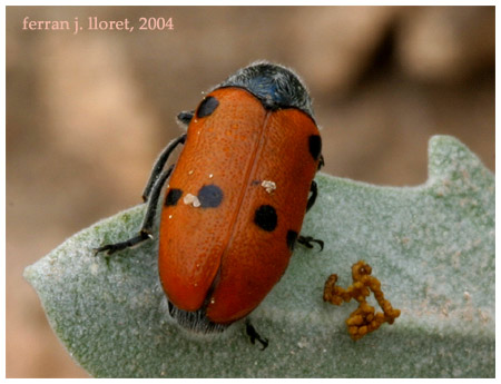 Lachnaea sexpunctata