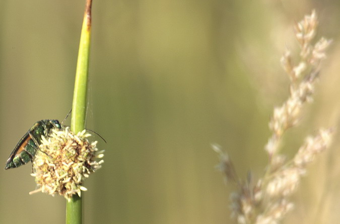 Femella d' Oedemera nobilis (Oedemeridae)