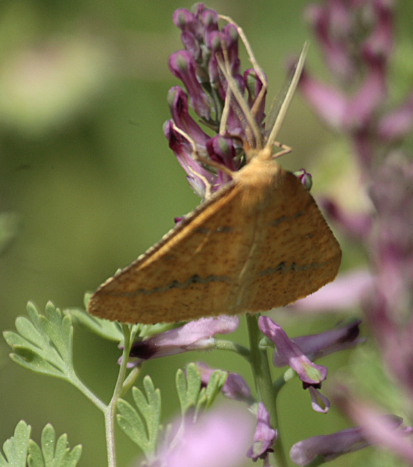 Aspitates ochrearia+ Fumaria officinalis Fumariàceas