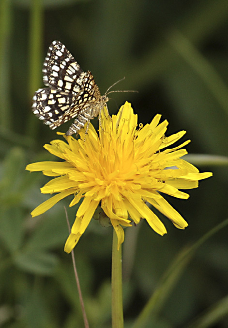 Gelosia de Heath (clathrata Semiothisa)