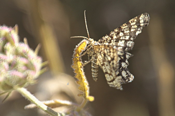 Arna, Gelosia Tensors (Chiasmia clathrate)