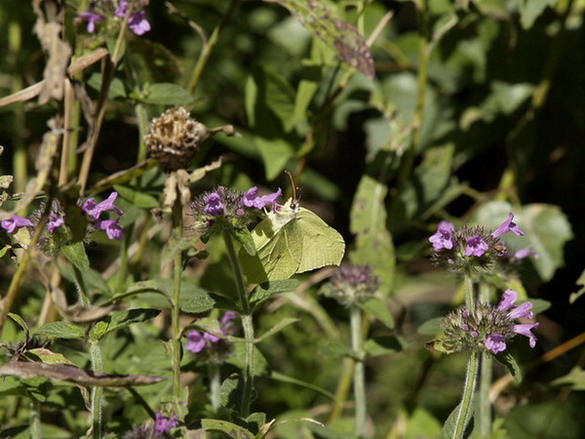 Gonepteryx rhamni